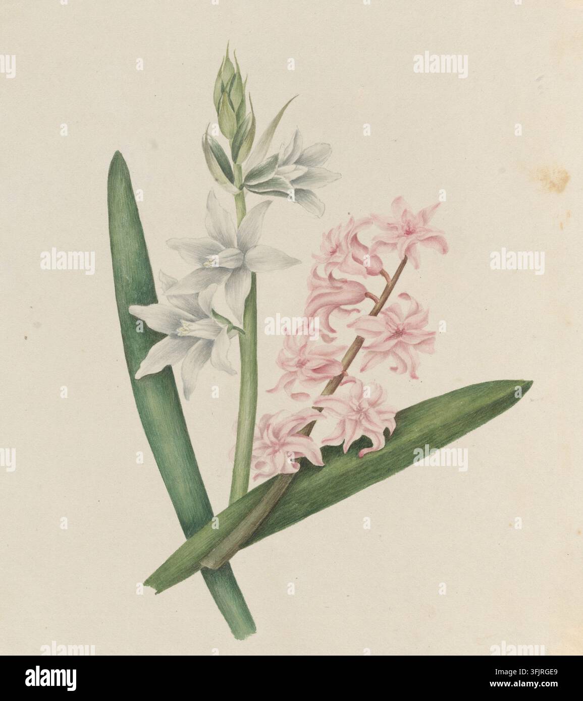 Disegno raffigurante Giacinto rosa Stella di Betlemme napoletana, di Caroline Maria Applebee (c. 1787-1854), dalla collezione di disegni di Caroline Maria Applebee, datato 1812. Un'illustrazione botanica di una coppia di steli fioriti con un gruppo di fiori rosa pallido e un gruppo di fiori bianchi, accompagnati da diverse lunghe foglie verdi su uno sfondo crema. Pittura ad acquerello, 20 cm x 18,5 cm, carta. Foto Stock
