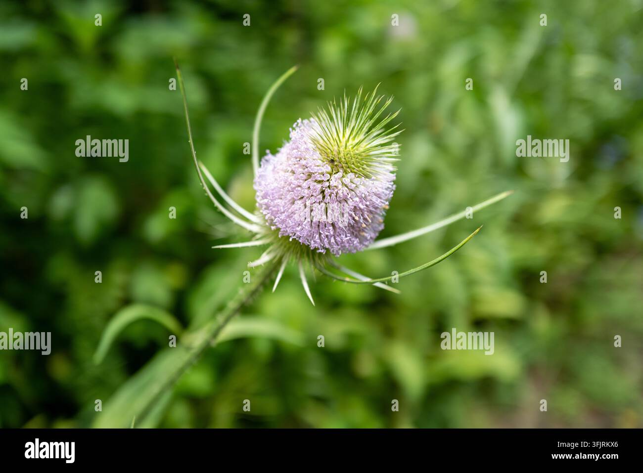 Primo piano di una testa di fiore di cardo comune in fiore con minuscole fiori viola in un contesto verde di parco Foto Stock