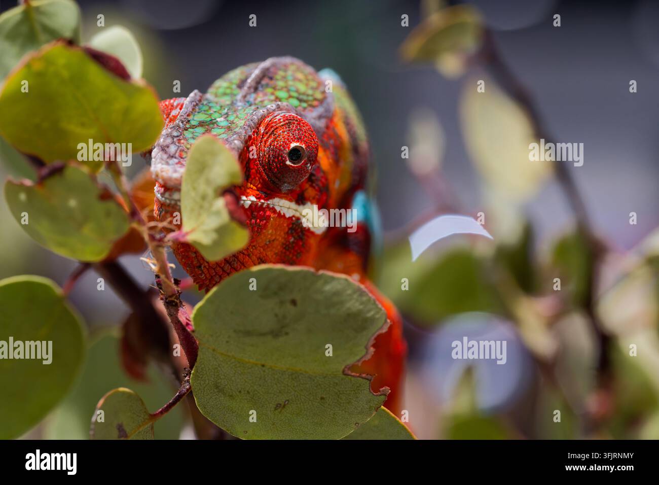 Ritratto ravvicinato di un camaleonte pantera colorato (Furcifer pardalis) che sbircia tra la vegetazione fogliosa, evidenziando le sue squame rosse e verdi vivaci Foto Stock