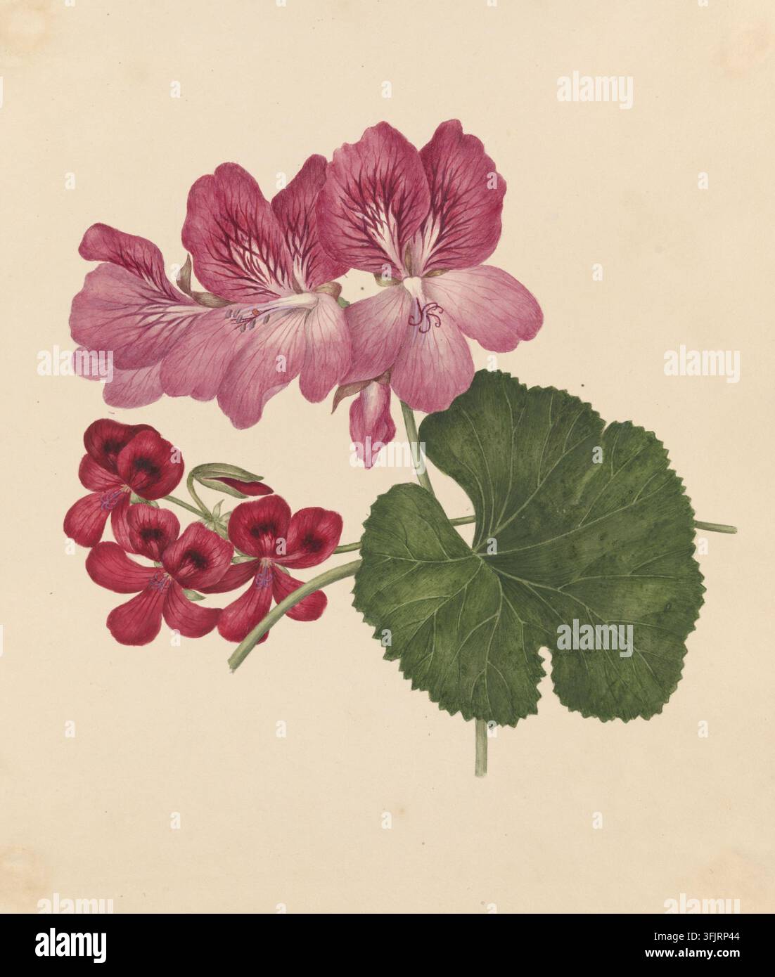 Disegno raffigurante Geraniums Nutans Megalanthum, di Caroline Maria Applebee (c.1787-1854), dalla collezione di disegni di Caroline Maria Applebee, datato 1833. Un'illustrazione botanica che mostra un gruppo di fiori rosa e magenta con petali e venature dettagliati, un grappolo di fiori rosso scuro e una grande foglia rotonda verde strutturata su uno sfondo crema. Pittura ad acquerello, 23,9 cm x 20,9 cm, carta. Foto Stock