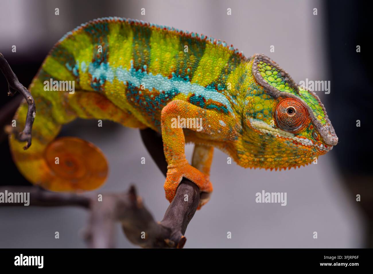 Vibrante camaleonte pantera (Furcifer pardalis) appollaiato su un ramo, che mostra squame verde brillante, turchesi, arancioni e rosse, e una coda arricciata Foto Stock