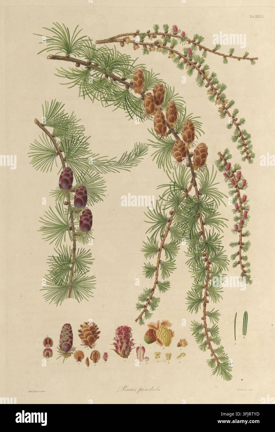 Illustrazione di ex libris raffigurante la Tab XXXVI Pinus pendula, comunemente nota come pino, di Mackenzie, dalla collezione "A description of the genus Pinus", datata 1803. Un'illustrazione botanica che mostra diversi rami di conifere pendenti con grappoli di aghi verdi e coni marroni, illustrazioni aggiuntive di piccoli coni e semi lungo il fondo e accenti di rosa su alcune strutture simili a gemme su uno sfondo crema. L'ex libris reca le impronte "Ferdd. Bauer delin. Mackenzie sculp". Foto Stock
