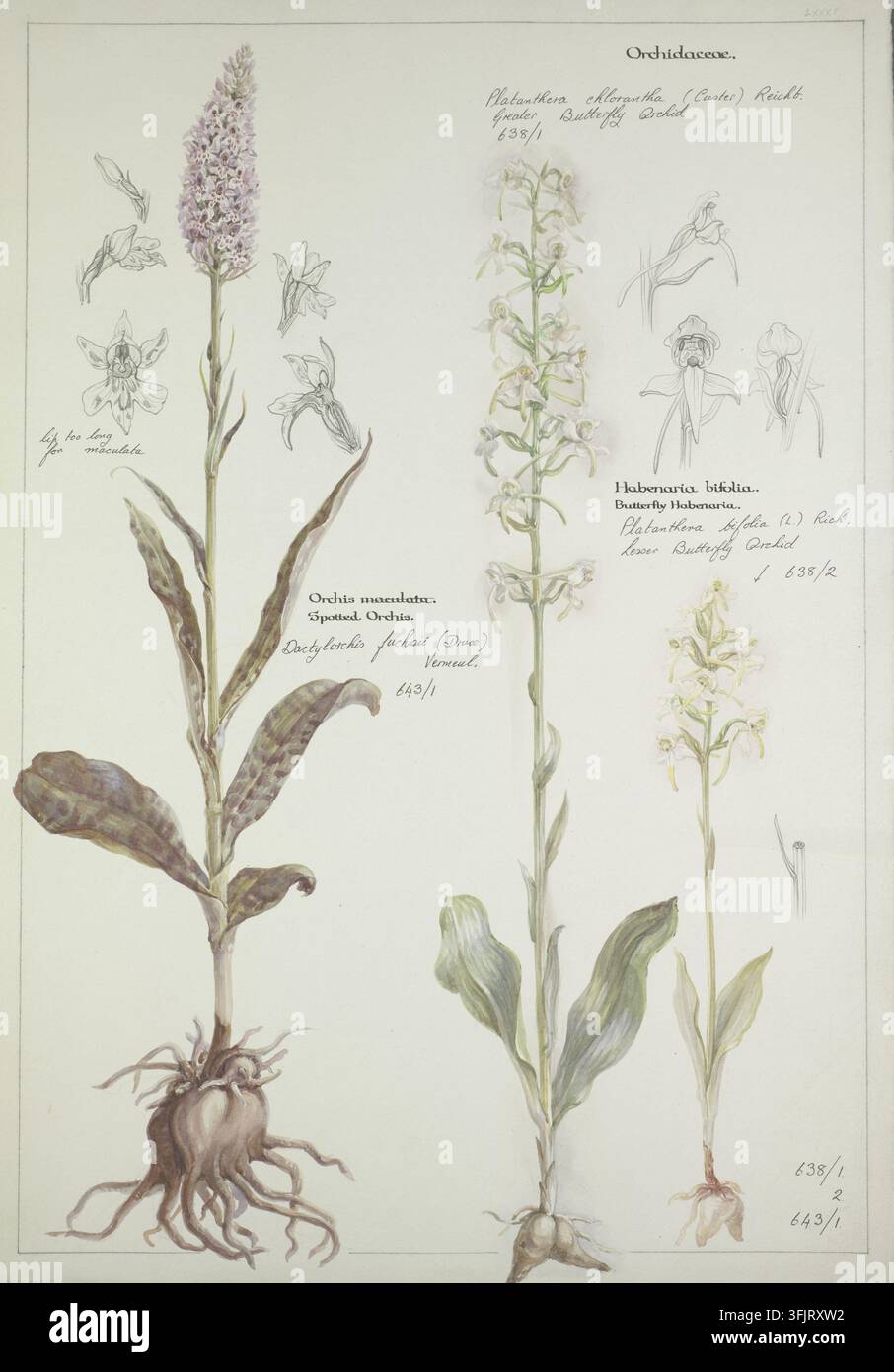 Disegno che raffigura Helianthemum chamaecistus Helianthemum nummularium Helianthemum polifolium Helianthemum apenninum, comunemente noto come rosa rocciosa, di Dorothy Burt Martin (1882-1949), dalla collezione di opere d'arte di Dorothy B. Martin, datato 1910. Un'illustrazione botanica che mostra tre piante fiorite alte con radici e foglie, una con un fitto grappolo a forma di cono di fiori rosa pallido e viola e foglie verdi maculate, una seconda con una spiga di fiori verdastri-bianchi pallidi e foglie verdi lisce, e una terza pianta più piccola con fiori giallastri pallidi e foglie verdi su uno sfondo chiaro. Foto Stock