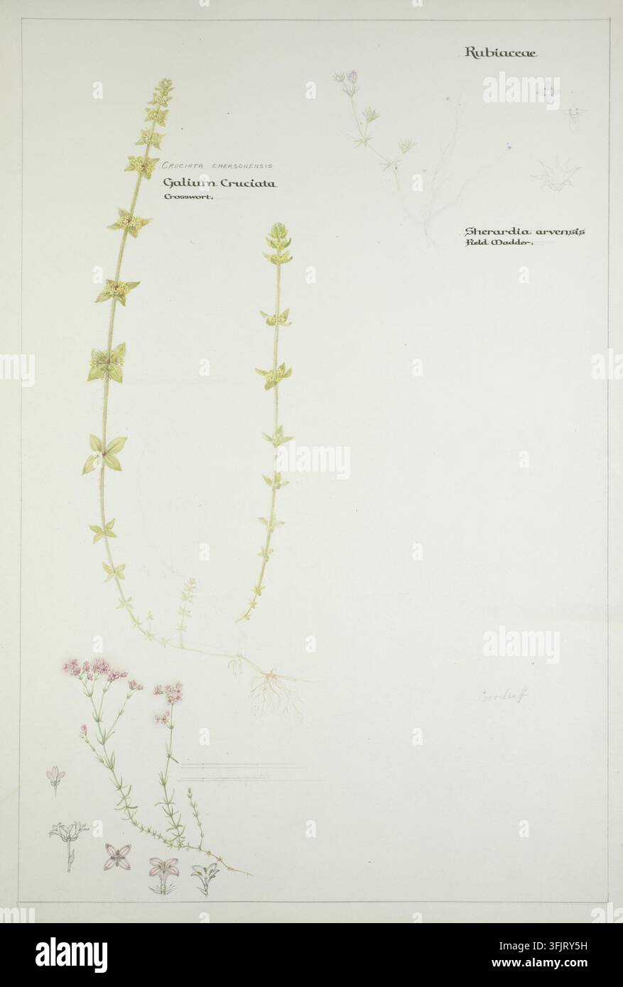 Disegno raffigurante Gladiolus communis Romulea parviflora Romulea columnae Crocus purpureus Crocus neapolitanus Gladiolus illyricus, comunemente noti come croco | gladioli, di Dorothy Burt Martin (1882-1949), dalla collezione di opere d'arte di Dorothy B. Martin, datato 1910. Un'illustrazione botanica su sfondo chiaro che mostra alcuni steli alti e sottili con foglie verdi accoppiate, uno stelo rampicante con minuscole foglie verdi e radici, e un gruppo di piccoli fiori e schizzi floreali in rosa, viola chiaro e verde. Pittura ad acquerello, 56,4 cm x 38,8 cm, carta, matite di grafite. Foto Stock