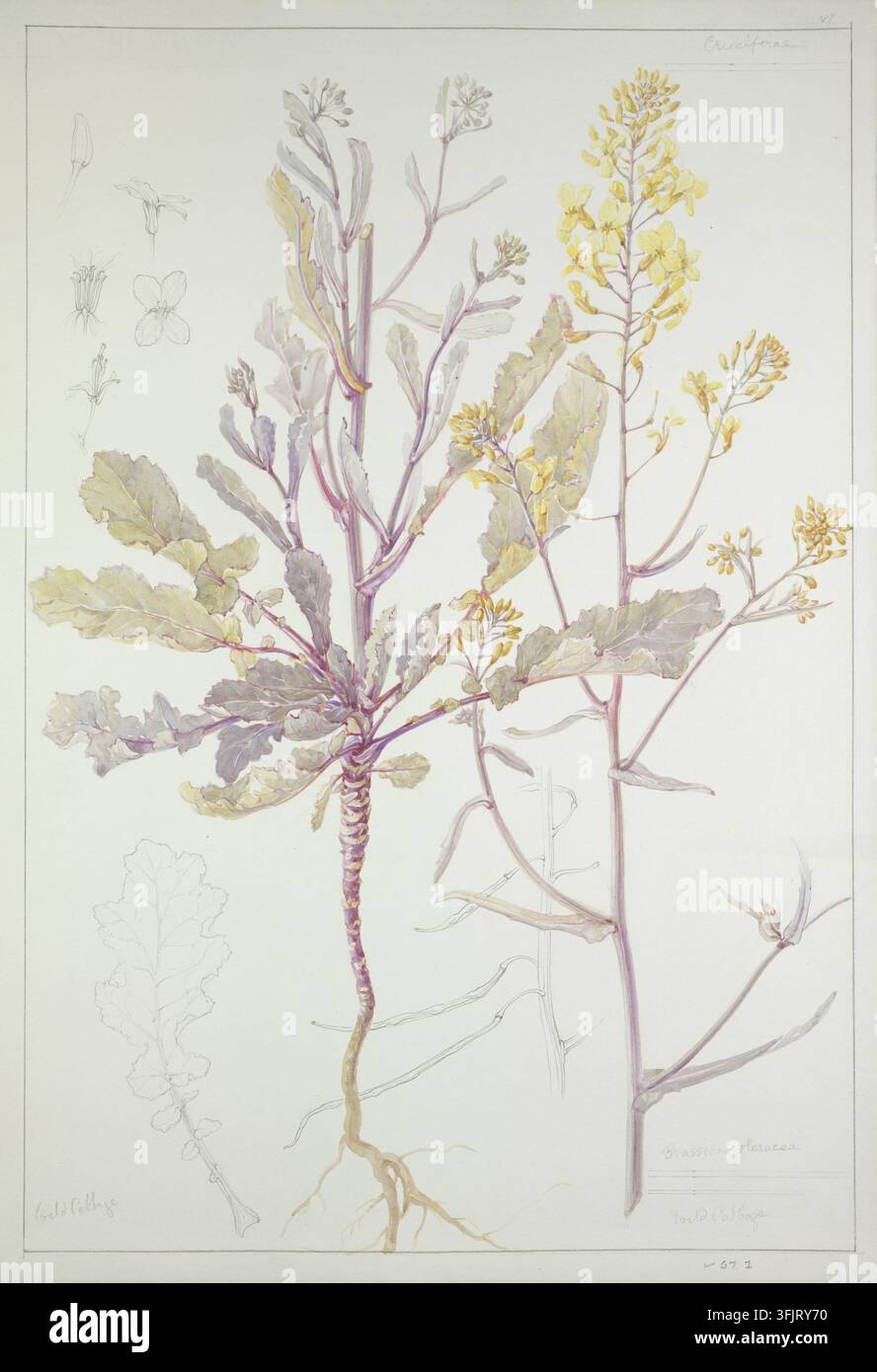 Disegno raffigurante Brassica oleracea, di Dorothy B. Martin, dalla collezione Dorothy B. Martin Artworks, datato 1910. Un'illustrazione botanica che mostra una pianta fiorita con un sistema radicolare e steli centrale, diverse foglie larghe e lobate in tonalità di verde e viola pallido, steli alti e sottili con grappoli di piccoli fiori gialli e schizzi leggeri a matita di parti della pianta su uno sfondo chiaro. Pittura ad acquerello, 56,2 cm x 39 cm, carta, matite di grafite. Nome vernacolare inglese: Cavolo selvatico. Iscrizione: VI / Cruciferae / Brassica oleracea / Wild Cabbage / 67.1. Foto Stock