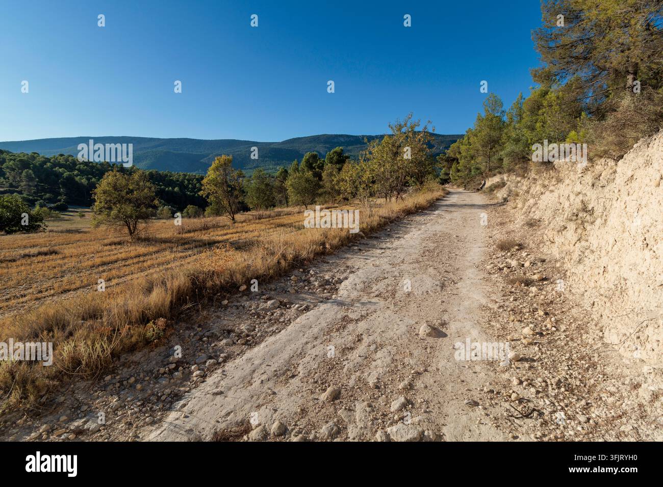Strada sterrata accanto a un campo arido e una foresta di pini sulle montagne, Spagna Foto Stock