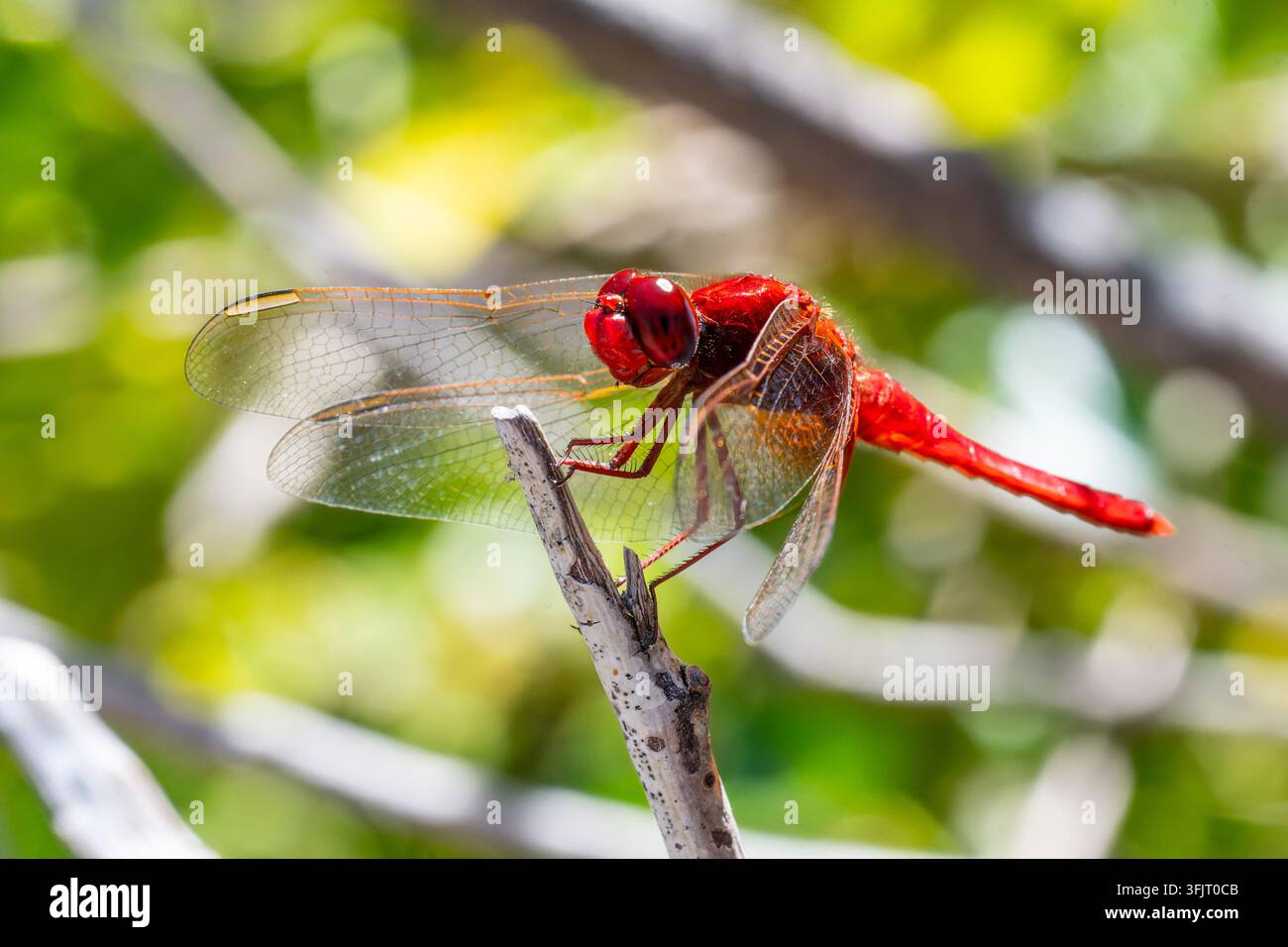 Libellula scarlatta (Crocothemis erythraea) appollaiata su un ramoscello a San-Gavino-di-Carbini, Corsica, Francia Foto Stock