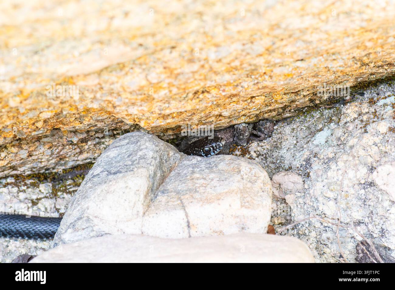 Lucertola Hierphis viridiflavus che sbircia da una fessura rocciosa a Zonza, Corse Foto Stock