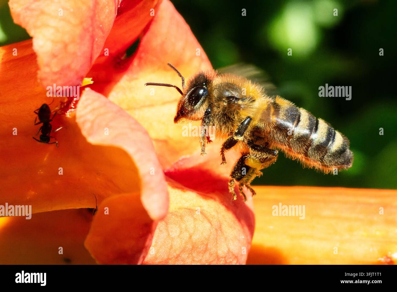 Ape (Apis mellifera) che vola vicino a un fiore arancione a Corse-Sari-Solenzara. Foto Stock
