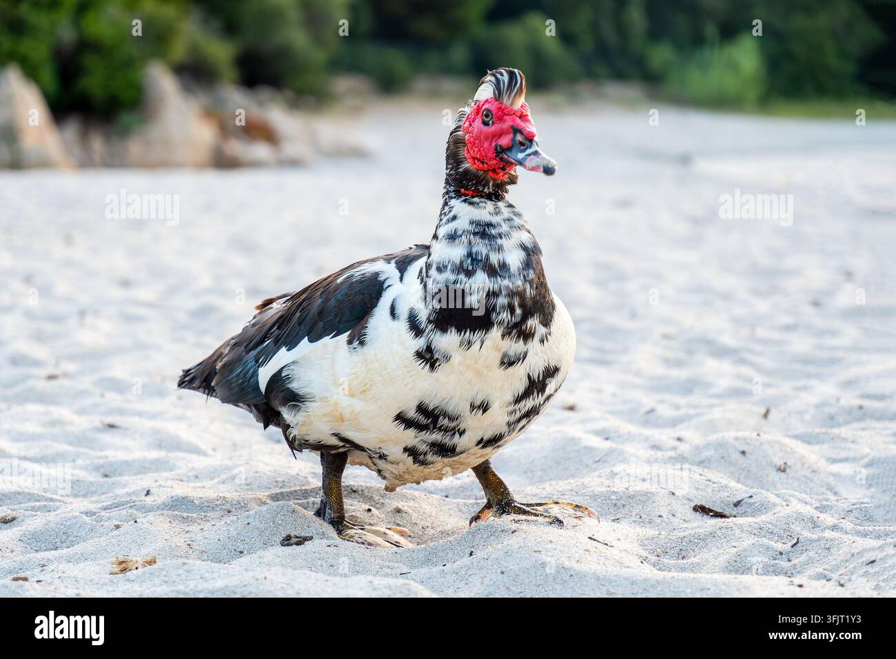 Anatra domestica di Mosca (Cairina moschata domestica) in piedi su terreno sabbioso a Sari-Solenzara, Corsica, Francia Foto Stock