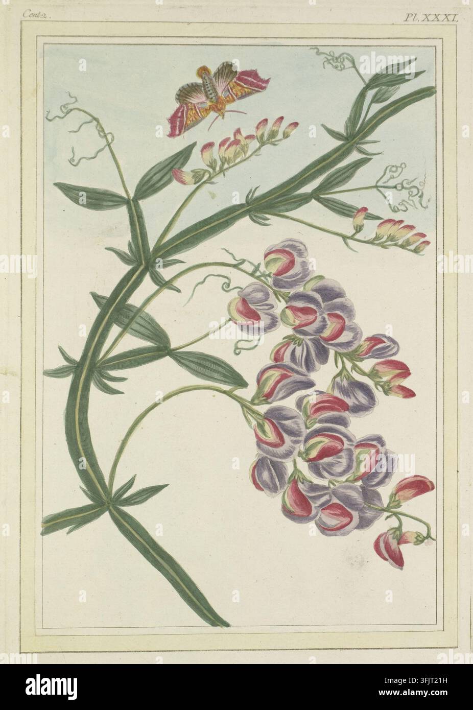 Illustrazione di ex libris raffigurante Cent 2 Pl XXXI Le grand Lathyre, comunemente noto come pisello odoroso, dalla Collection précieuse et enluminée des fleurs les plus belles et les plus curieuses curata sotto la guida e la direzione di Mr Buc'hoz. Vol. 2, datato 1776. Un’illustrazione botanica mostra uno stelo verde sinuoso con foglie verdi allungate e rampicanti, che porta un grappolo di fiori viola e rosa con riflessi bianchi e alcuni boccioli rosa, e un singolo insetto colorato con ali gialle, rosa e marroni sopra i fiori. Foto Stock
