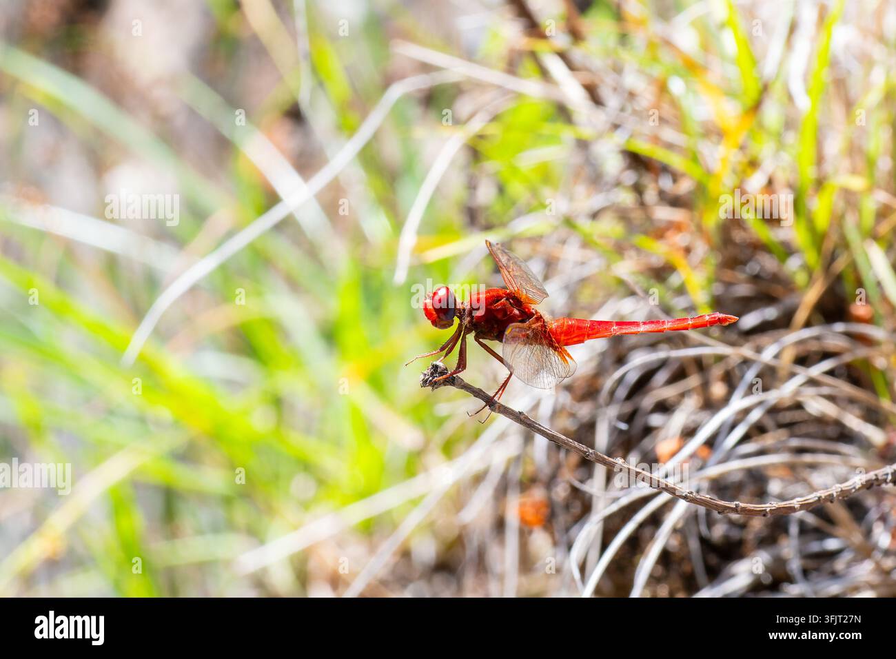 Una libellula Crocothemis erythraea rossa appollaiata su un ramoscello secco a Zonza, Corse. Foto Stock