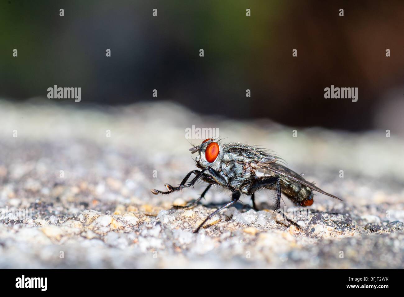 Mosca della carne (Sarcophagidae sp.) posata su una superficie rocciosa a Solaro, Corsica, Francia Foto Stock