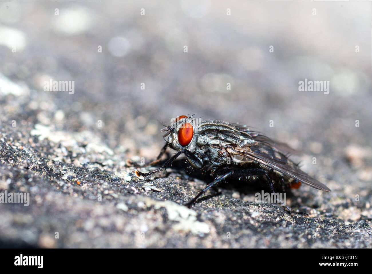 Mosca della carne (Sarcophagidae sp.) posata su una superficie rocciosa a Solaro, Corsica, Francia Foto Stock