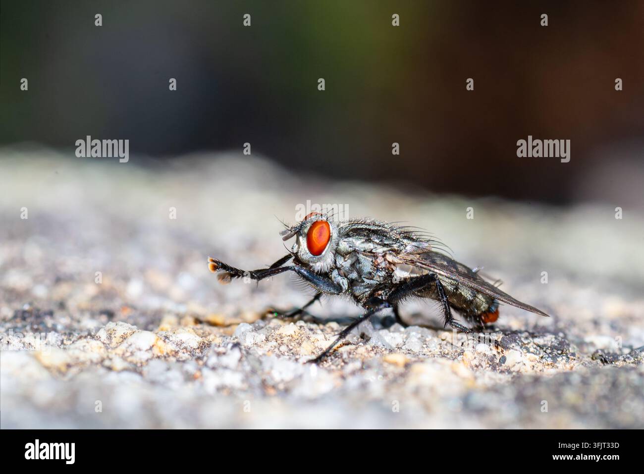 Mosca della carne (Sarcophagidae sp.) posata su una superficie rocciosa a Solaro, Corsica, Francia Foto Stock