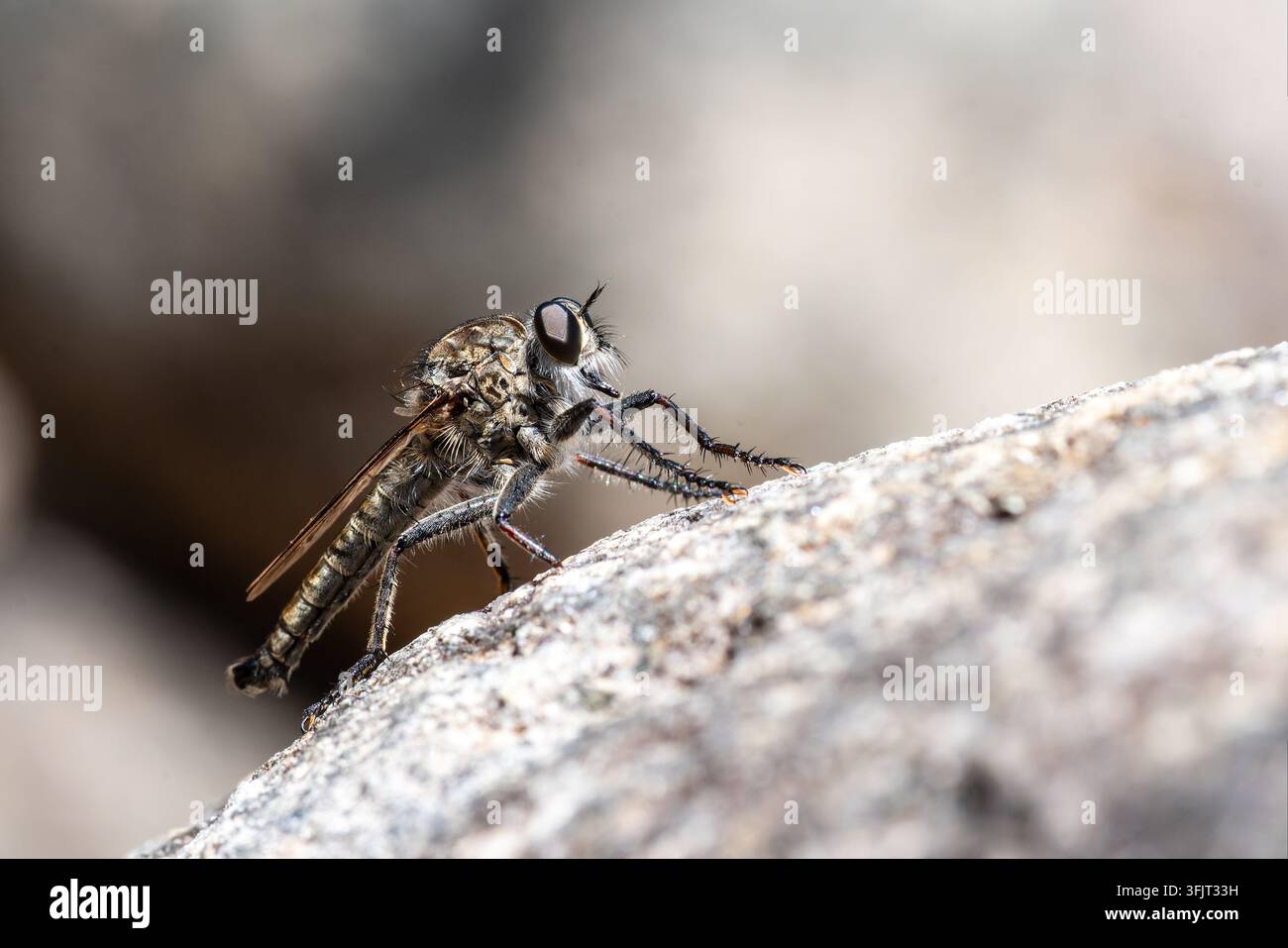 Mosca predatrice comune (Tolmerus atricapillus) in riposo su una roccia a Solaro, Corsica, Francia Foto Stock