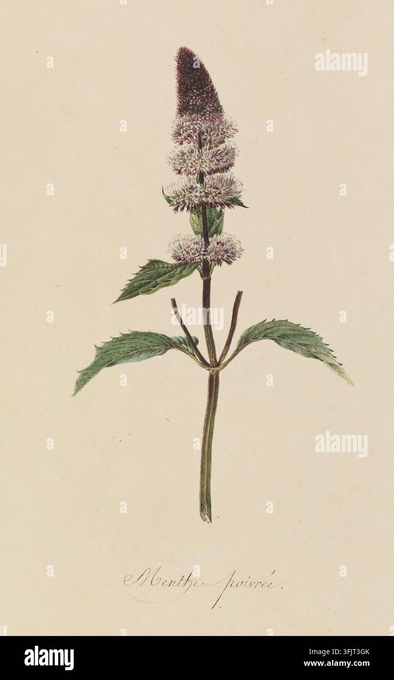 Disegno raffigurante Menthe poivr e Mentha piperita, comunemente nota come menta, dalla collezione Flore du Desert volumi 1 e 2, datata 1800. Un'illustrazione botanica di un singolo stelo fiorito con foglie verdi seghettate e un alto picco centrale di fiori raggruppati rosa pallido e bianchi sormontati da un cono rosa-violaceo più scuro su uno sfondo beige. Pittura ad acquerello, 26,7 cm x 18,7 cm, carta. Recto: TR: Scritto a mano con inchiostro: '126'; LC: Scritto a mano con inchiostro: 'Menthe poivree'. Il nome volgare inglese è Peppermint. Foto Stock