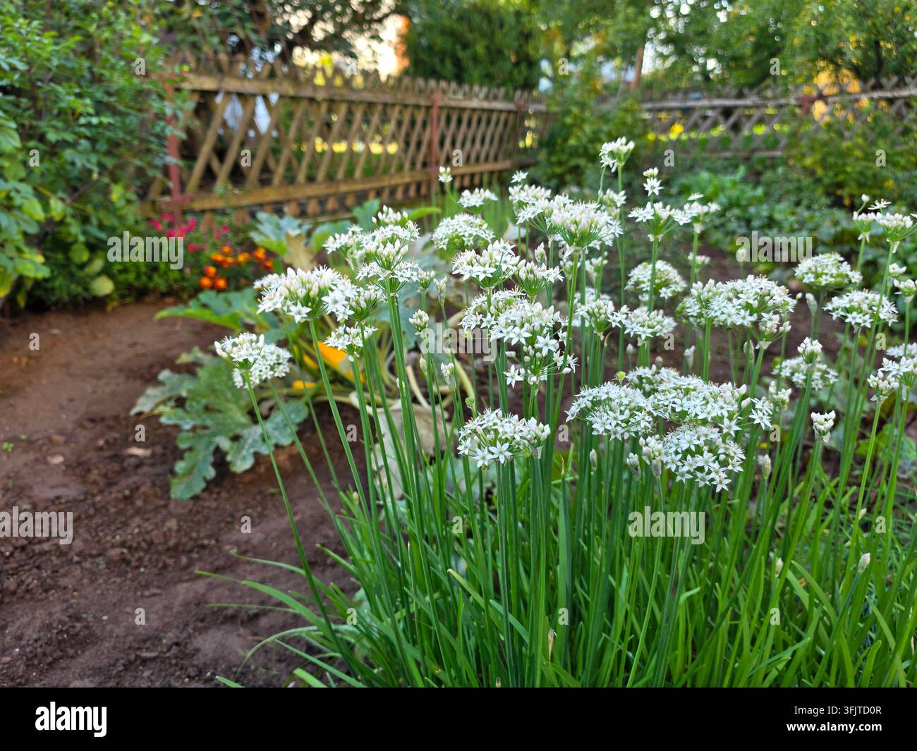 Fiori bianchi in fiore in un'aiuola del giardino con fogliame verde e una recinzione di legno sullo sfondo durante una giornata luminosa e soleggiata. - Immagine stock catturata con smartphone