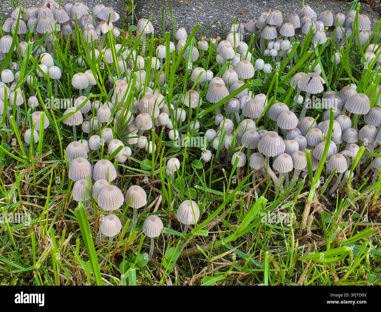 Un gruppo di piccoli funghi selvatici che crescono nell'erba verde su un prato in un ambiente naturale durante una giornata di sole. - Immagine stock catturata con smartphone