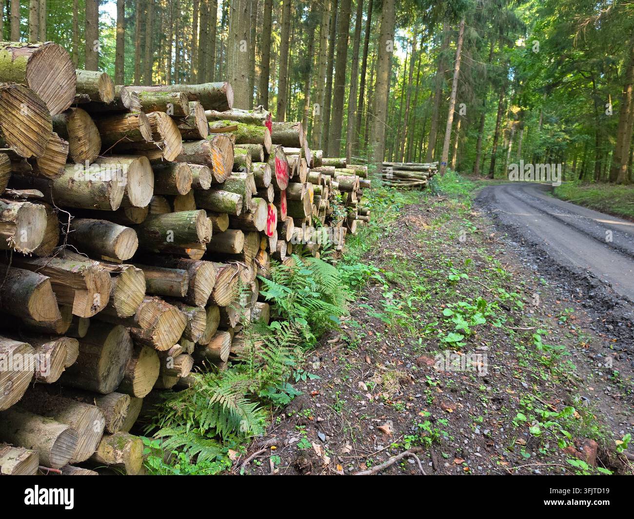 Pila ammucchiata di legname tagliato e tronchi lungo una strada forestale accanto a un'area boschiva densa durante la stagione della tagliazione. - Immagine stock catturata con smartphone