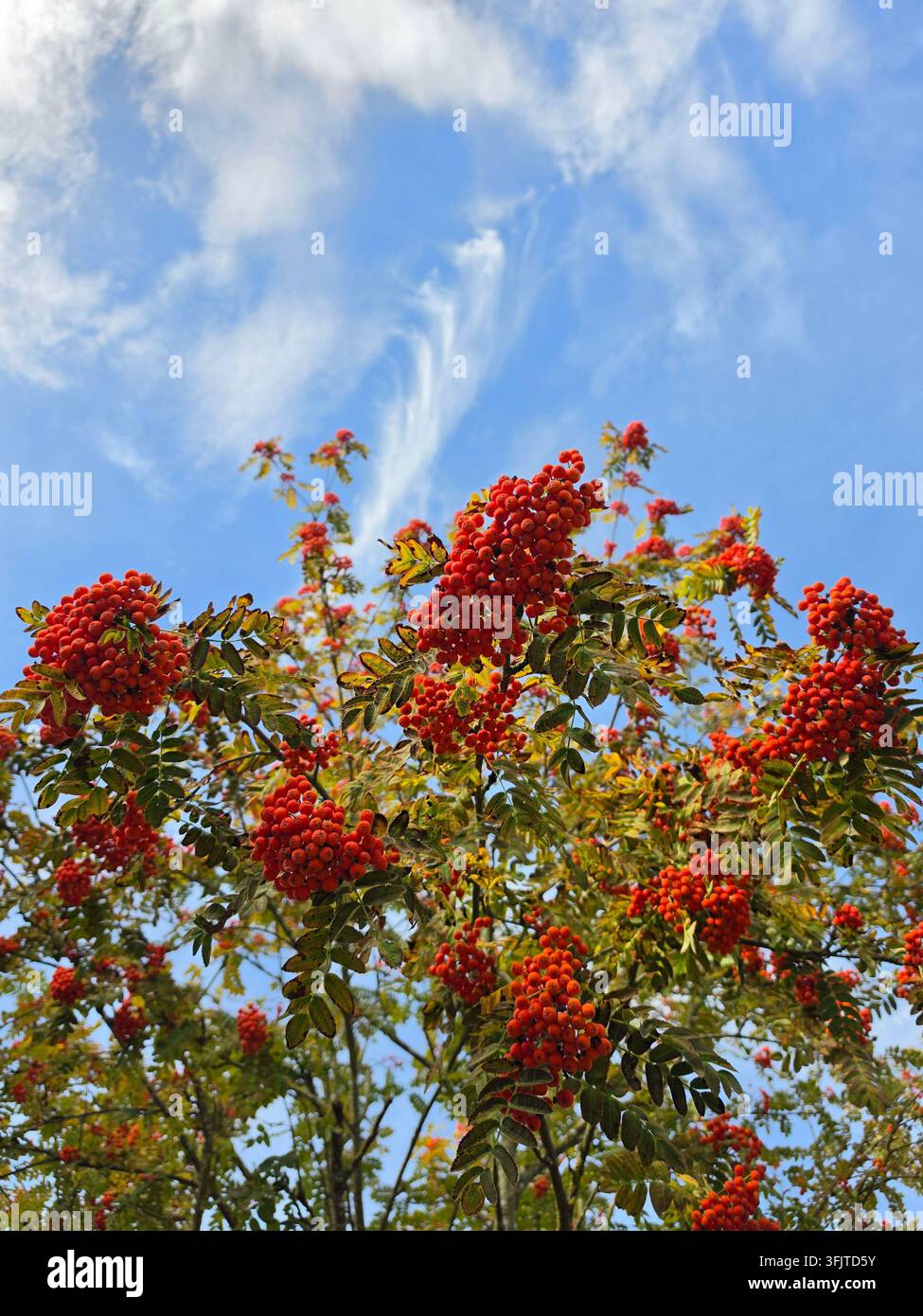 Bacche di sorbo rosso vivaci appese ai rami degli alberi contro un cielo blu brillante con soffici nuvole bianche in una giornata autunnale soleggiata. - Immagine stock catturata con smartphone