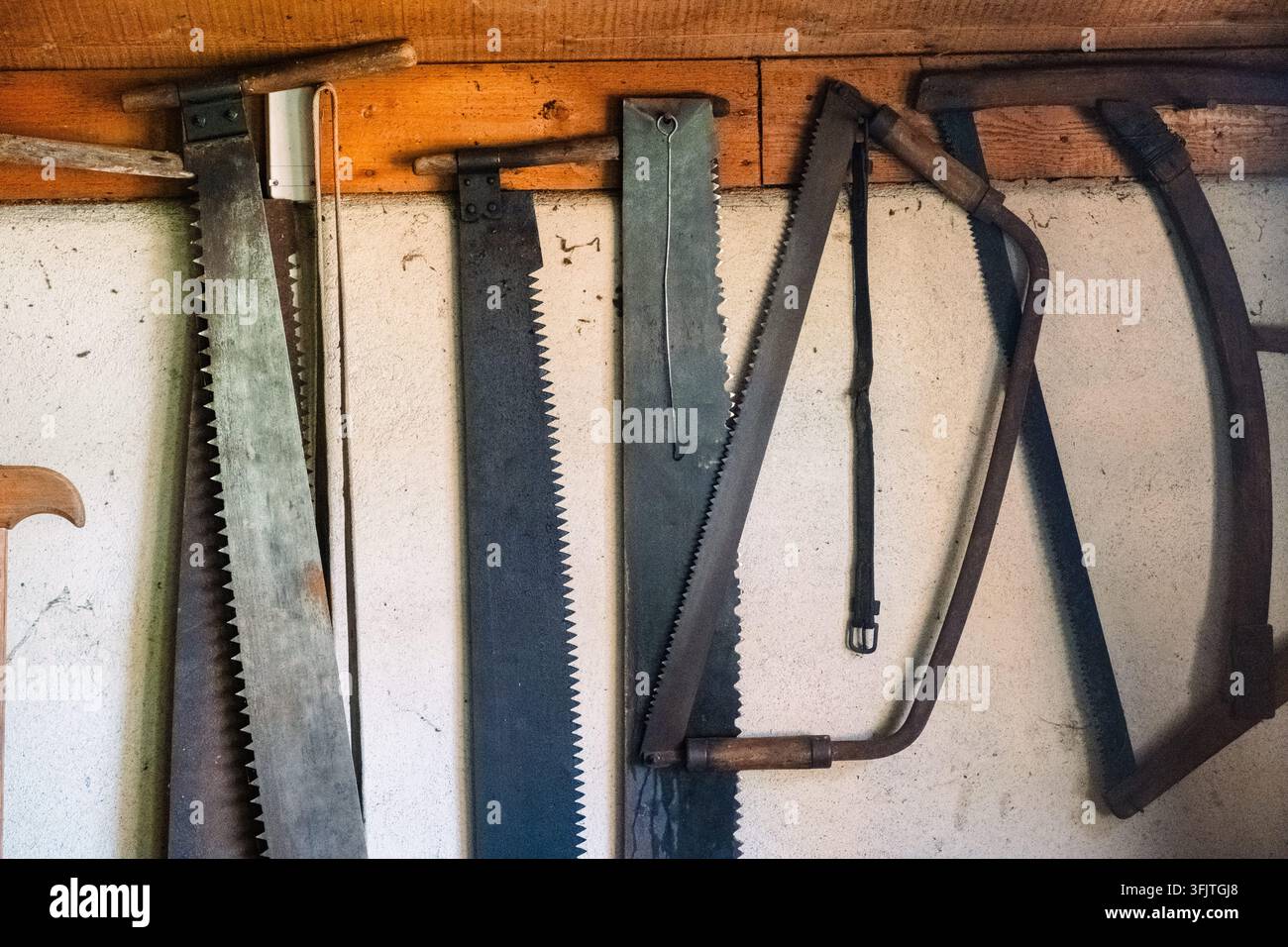 Diverse seghe in legno vintage sono esposte su un muro di legno. Questi strumenti mostrano segni di invecchiamento, riflettendo la maestria del passato. Foto Stock