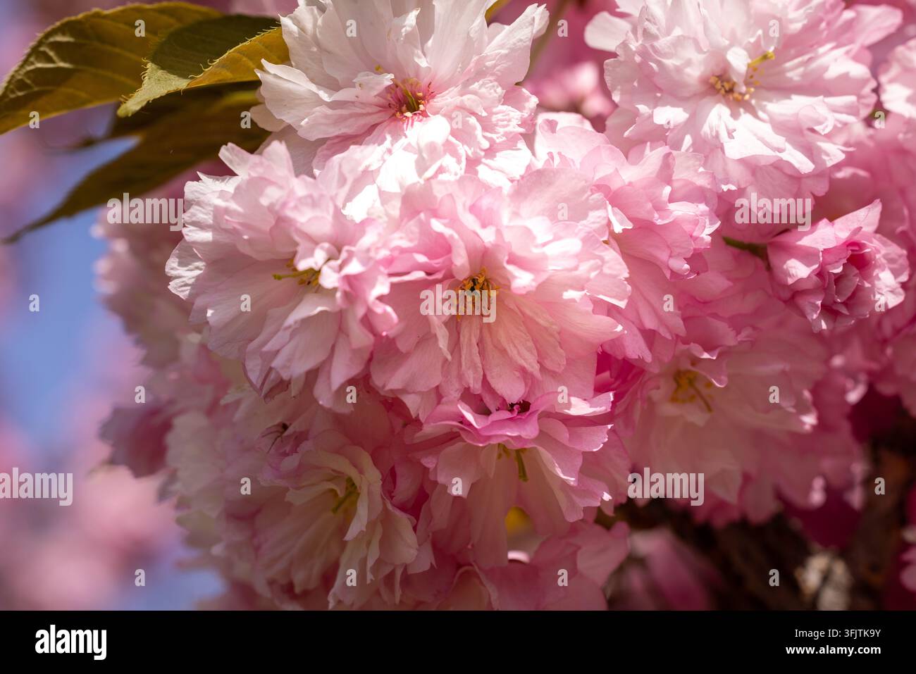 Fiori di ciliegio rosa bagnati da una calda luce solare, petali delicati che riempiono l'inquadratura in una scena primaverile onirica che evoca rinnovamento, tranquillità e fugacità Foto Stock