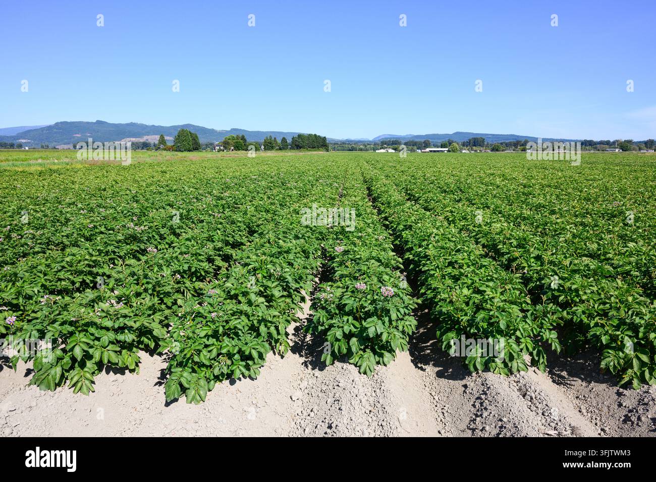 Campo agricolo con coltivazione di patate e fiori viola e gialli in primo piano nella Skagit Valley, Washington Foto Stock