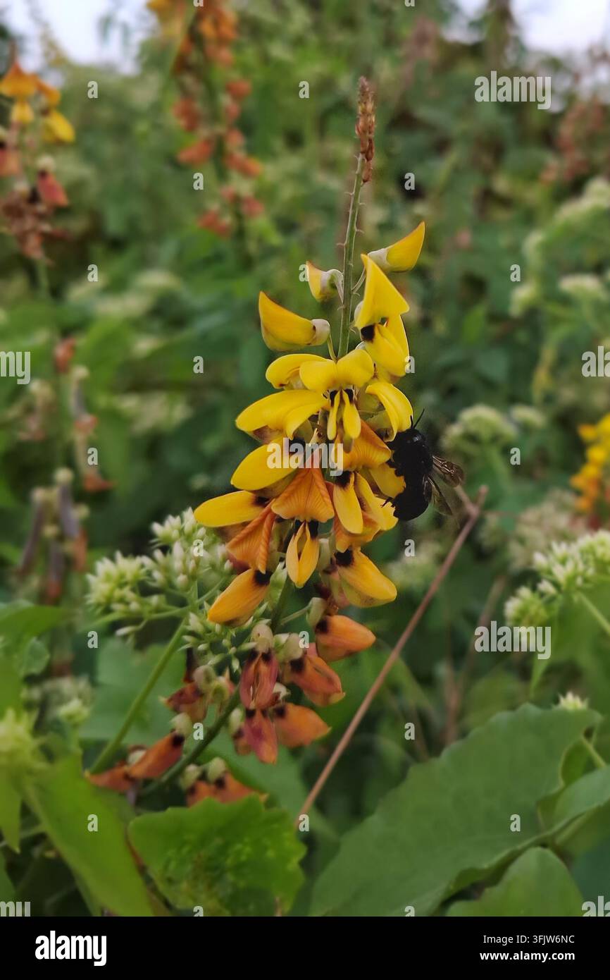 Fotografia macro di un'ape carpentiere nera di grandi dimensioni che impollina fiori selvatici di Crotalaria giallo vivace in un prato Foto Stock