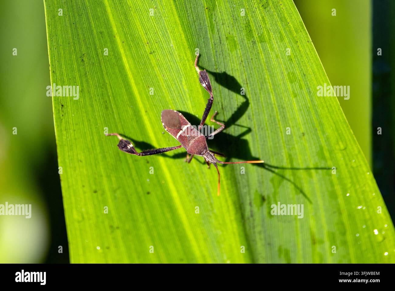 Insetto dalle zampe fogliose dell'Est (Leptoglossus phyllopus) - Green Cay Wetlands, Boynton Beach, Florida, USA Foto Stock