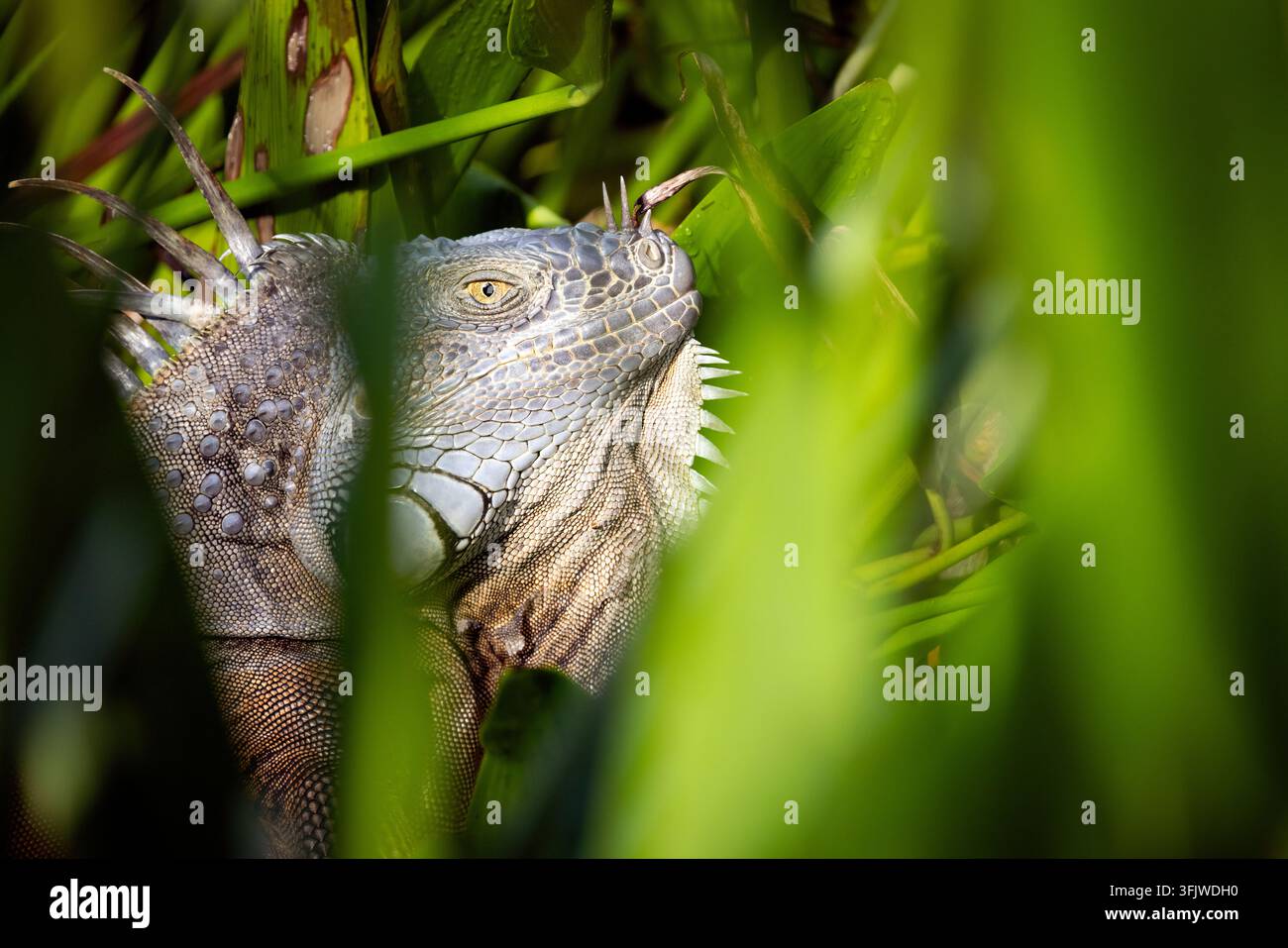 Verde (iguana Iguana iguana) - Verde Cay zone umide, Boynton Beach, Florida, Stati Uniti d'America Foto Stock