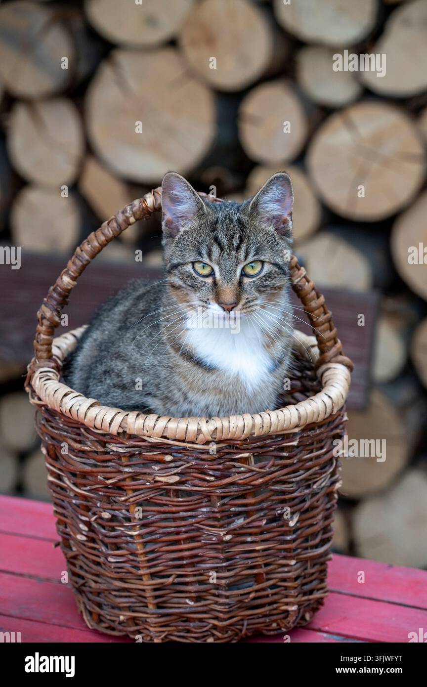 Tomcat seduto in un cesto di vimini davanti a legna da ardere impilata Foto Stock