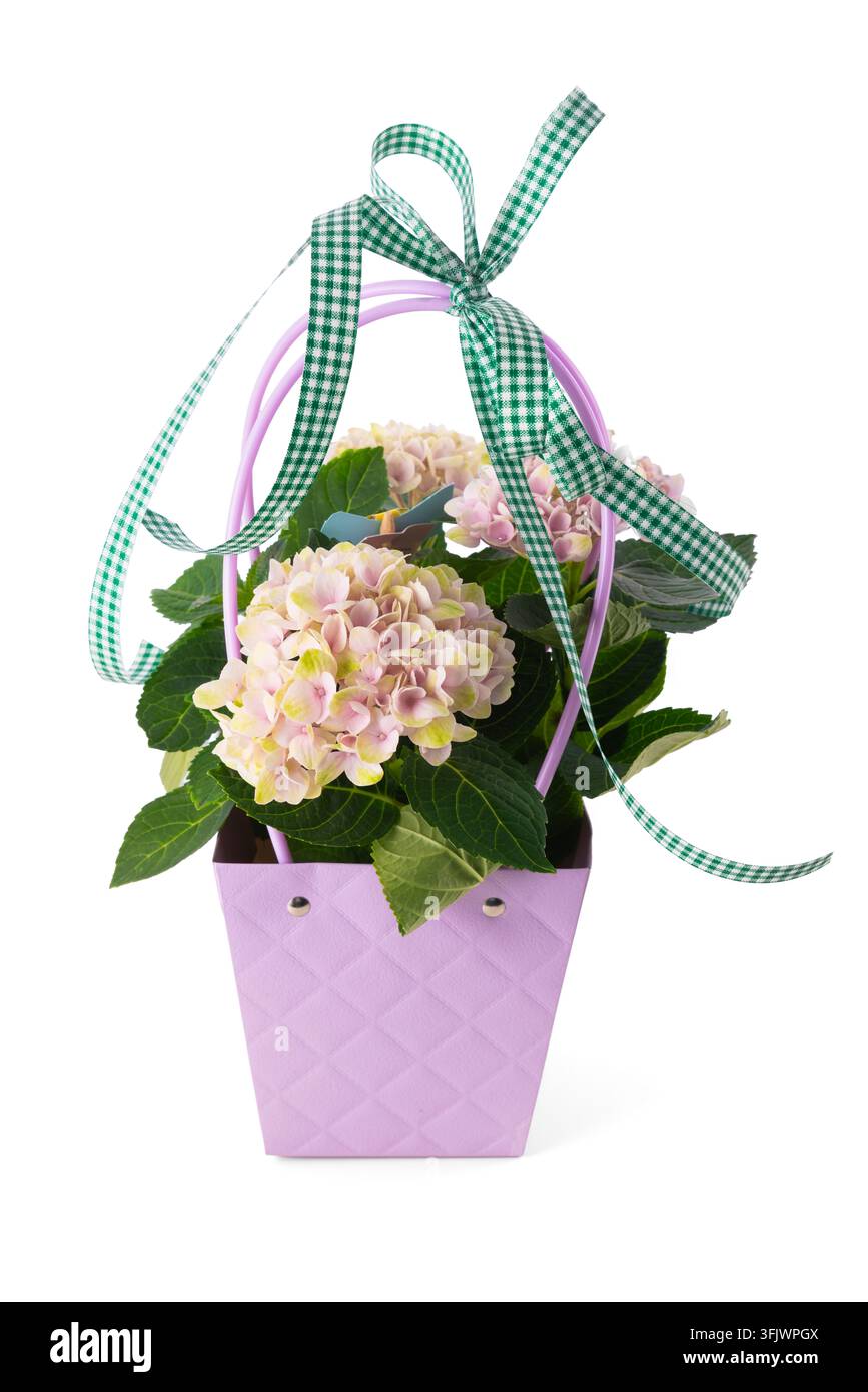 Pianta di ortensia rosa in sacchetto regalo viola con nastro a quadri verdi isolato su sfondo bianco Foto Stock
