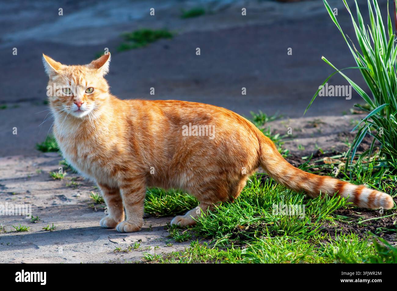 Un gatto tigrato arancione è in piedi sul marciapiede e guarda verso la fotocamera. Foto Stock