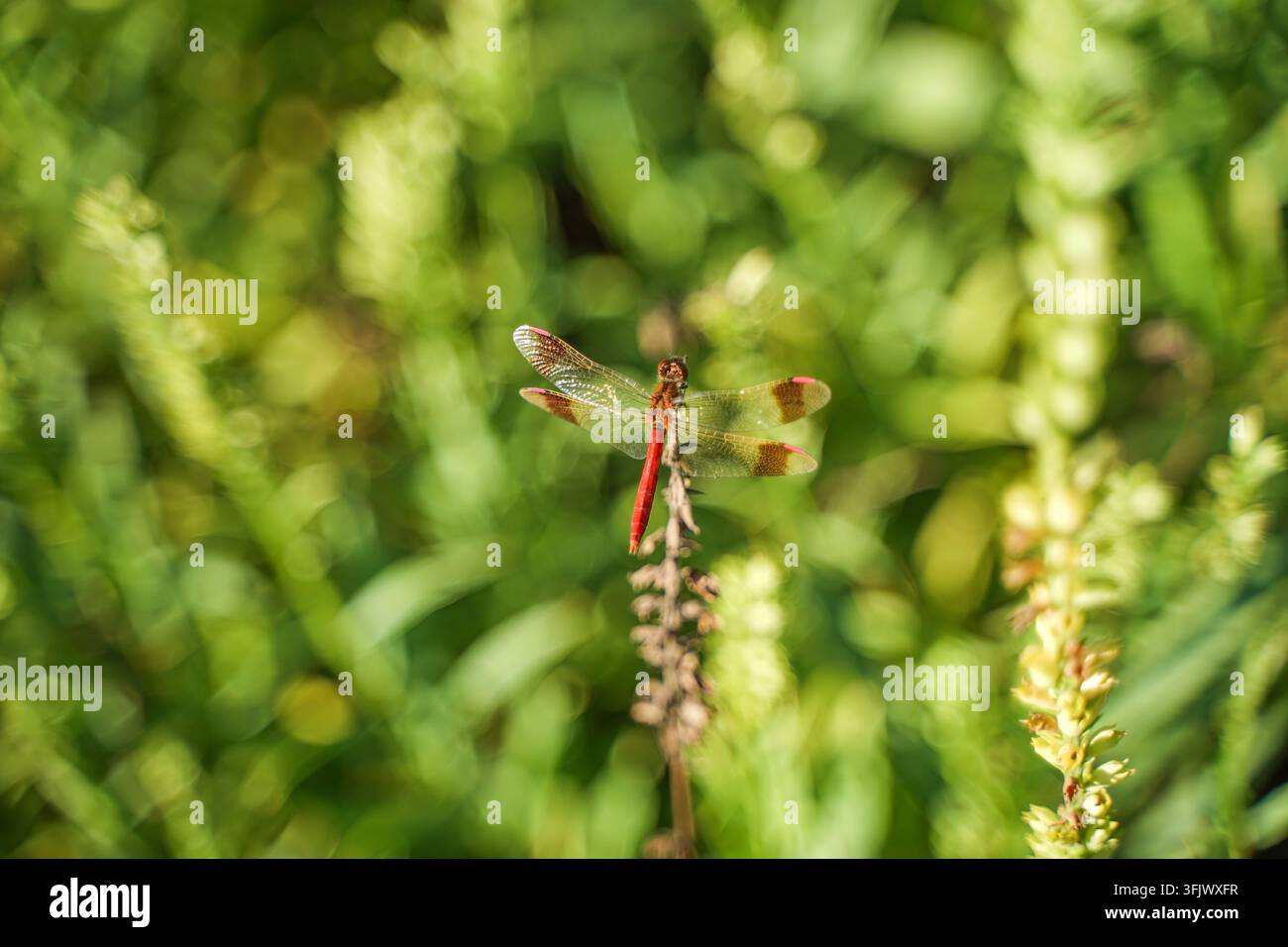 Libellula rossa appollaiata su un ramo morto con sfondo verde sfocato Foto Stock