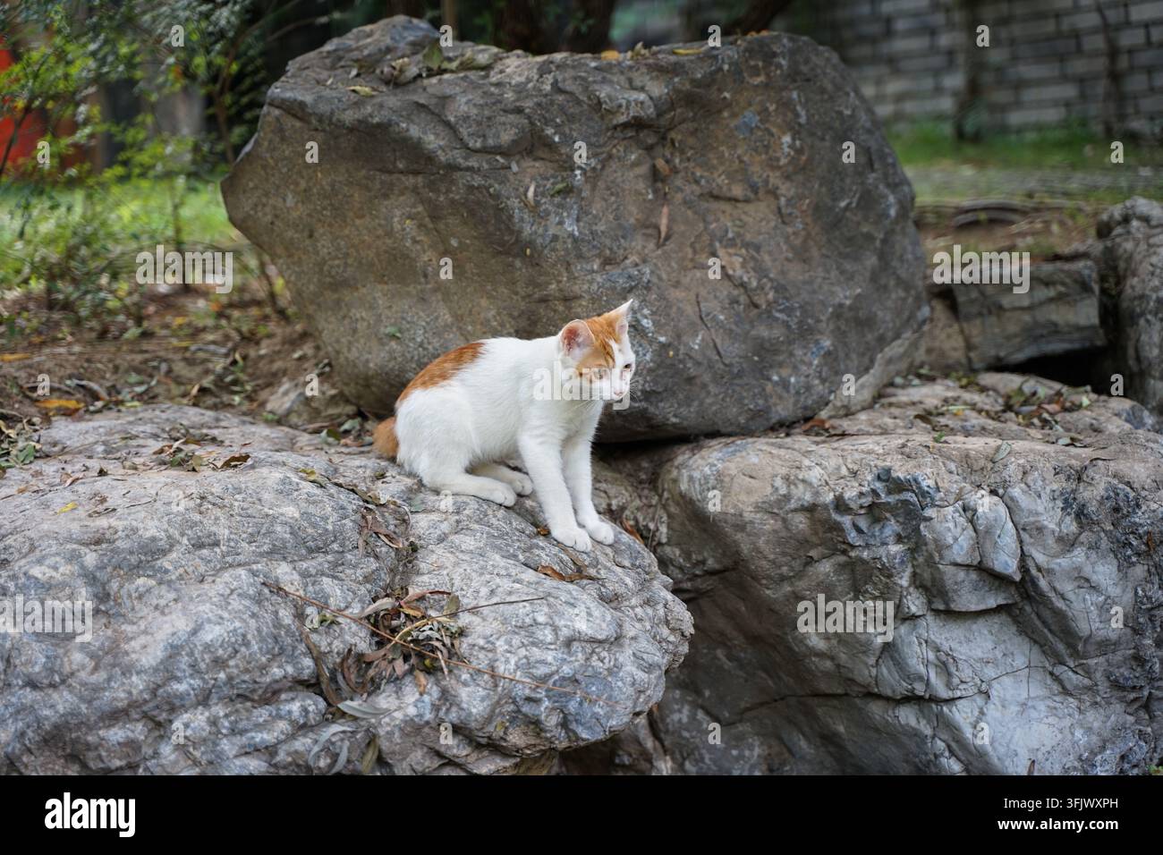 Gattino arancione e bianco accovacciato su una pietra Taihu grigia, che guarda di lato Foto Stock