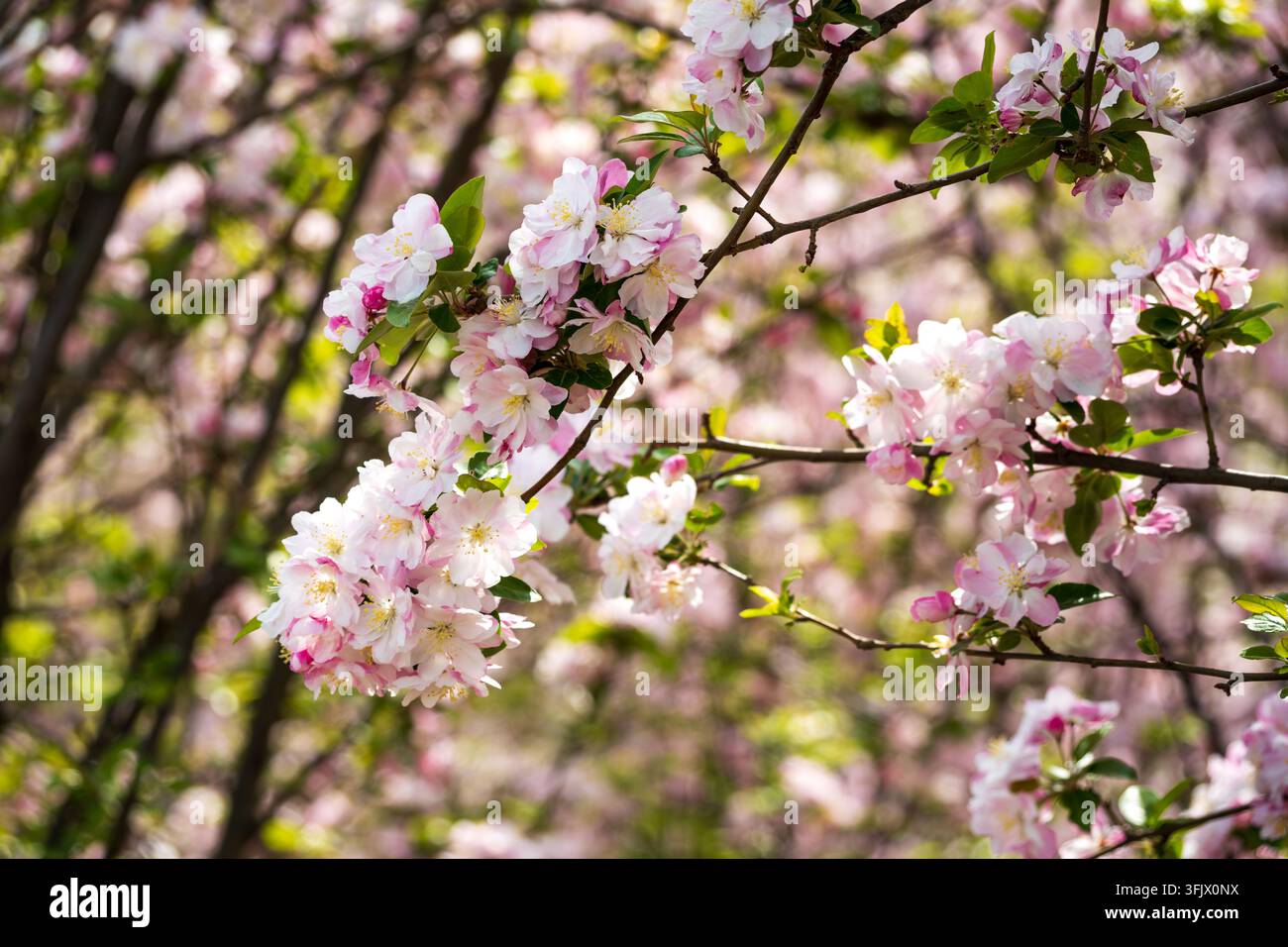 Fiori primaverili su rami di alberi Foto Stock