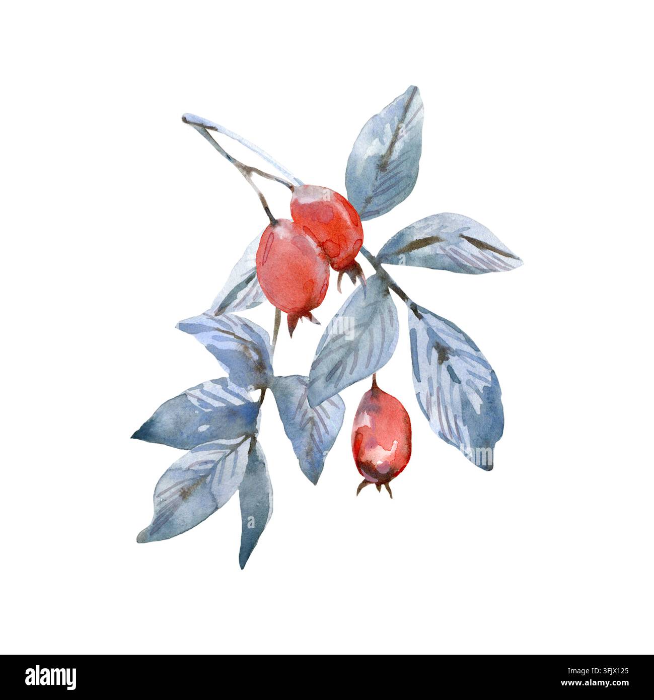Ramo di rosa canina con foglie blu e bacche rosse. Illustrazione acquerellata disegnata a mano Foto Stock