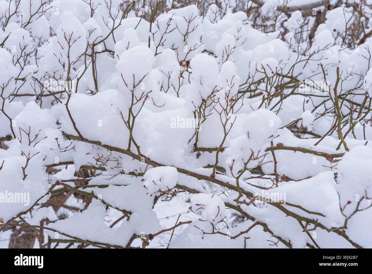 Prima piano di neve simile al cotone che si accumula su rami spinosi invernali Foto Stock