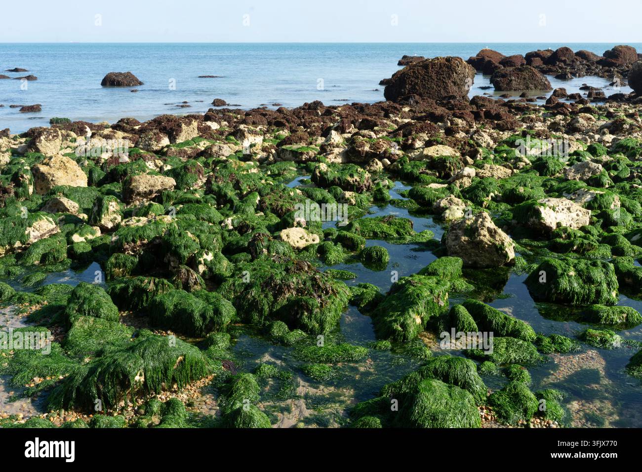 La bassa marea a Samphire Hoe rivela scogli intertidali ricoperti di alghe verdi, che prosperano mentre il mare si ritira sotto la scogliera di Shakespeare. Foto Stock