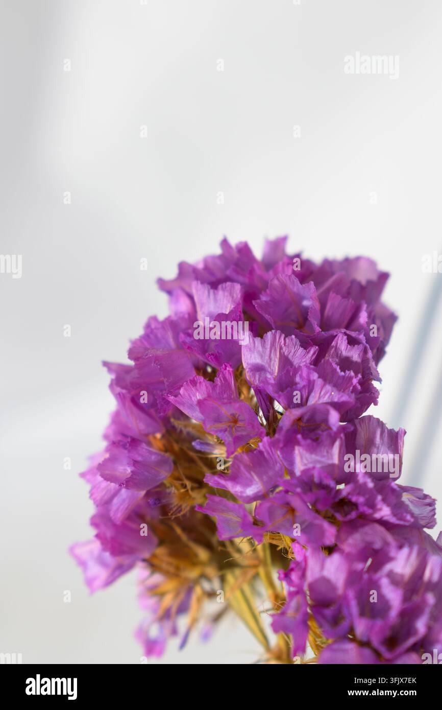 Prima piano di vivaci fiori di statice rosa su uno sfondo luminoso e morbido Foto Stock