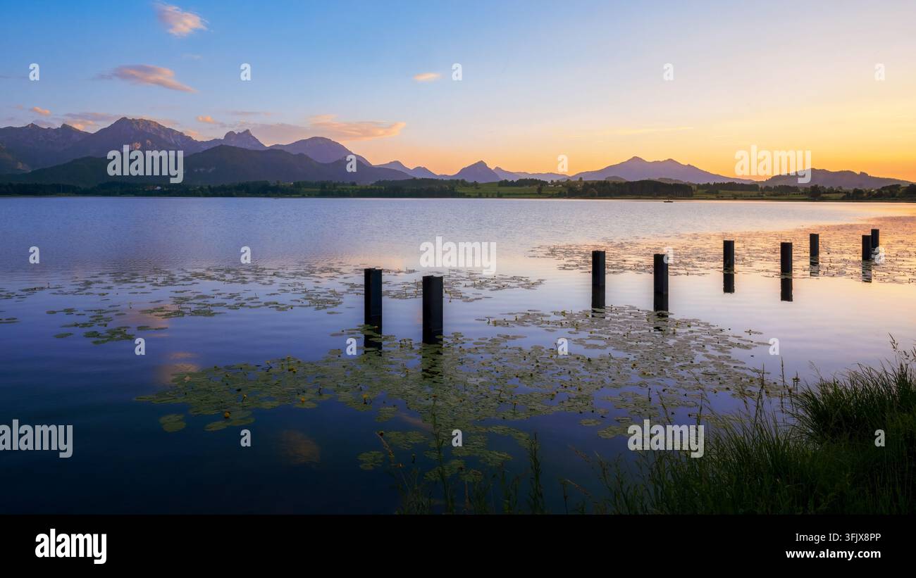 La luce calda del tramonto risplende sul Hopfensee mentre una fila di pali di legno si estende in lontananza. Le ninfee coprono alcune parti del primo piano Foto Stock