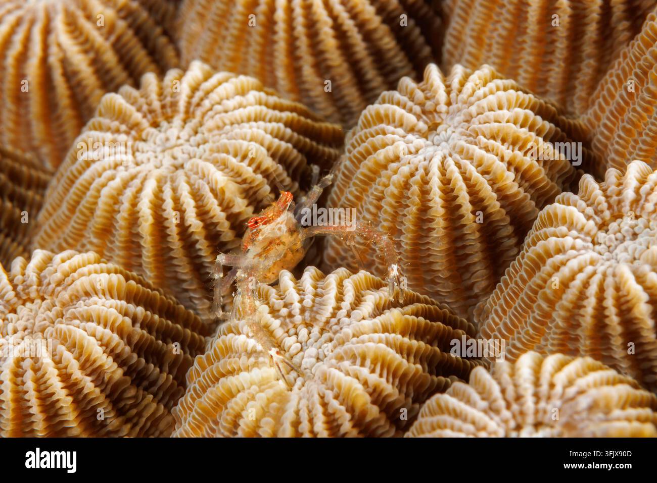 Una piccola aragosta squatta femmina, Galathea sp., porta una massa di uova in sviluppo sotto l'addome mentre vive tra i polipi delle coralli dure su una barriera corallina Foto Stock