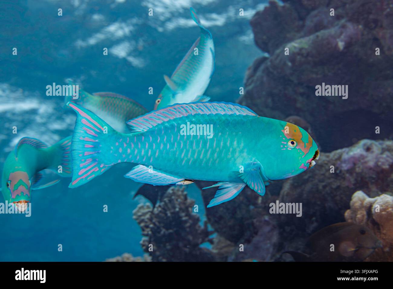 Il parroto di reefcrest, Chlorurus frontalis, è anche conosciuto come il parroto di anface, il parroto blu e il parroto tattoed. Spesso si vedono Foto Stock