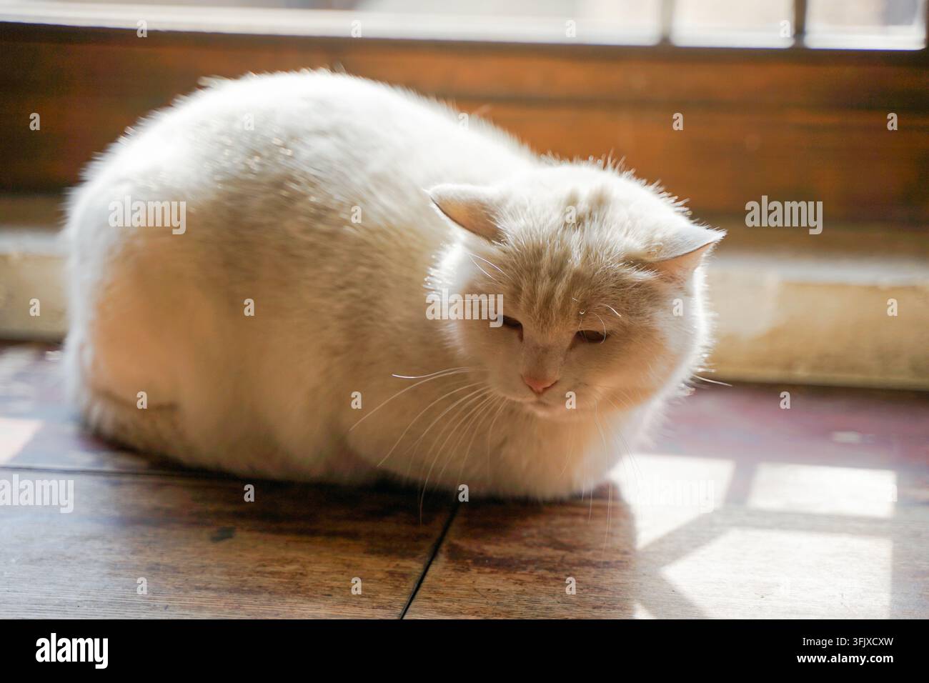 Gatto bianco e soffice acciambellato che dorme sul pavimento di legno interno Foto Stock