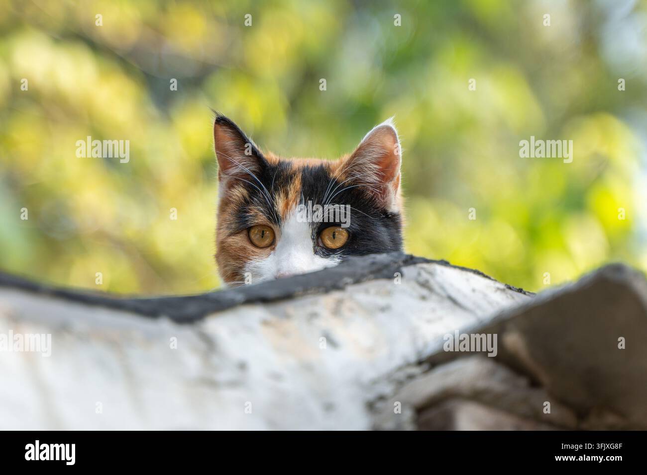 Momenti di curiosità di un grazioso gatto calico Foto Stock
