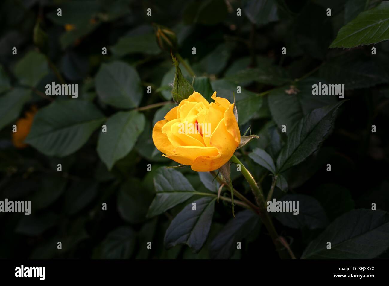 Rose gialle con foglie verdi su rami spinosi, fotografia naturale Foto Stock