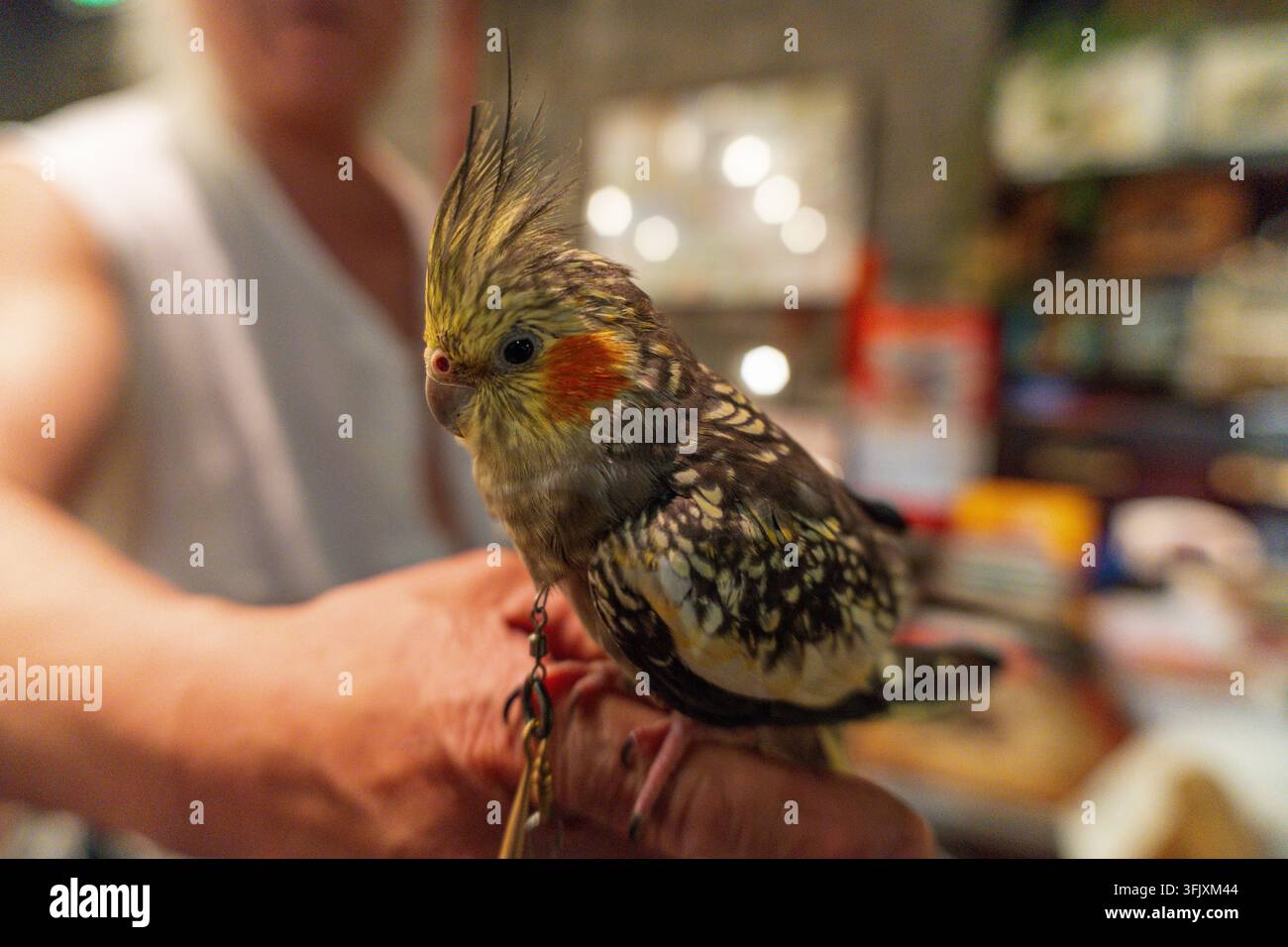 Cacatua addomesticata a mano, primo piano dell'uccello domestico carino, fotografia ad alta risoluzione Foto Stock