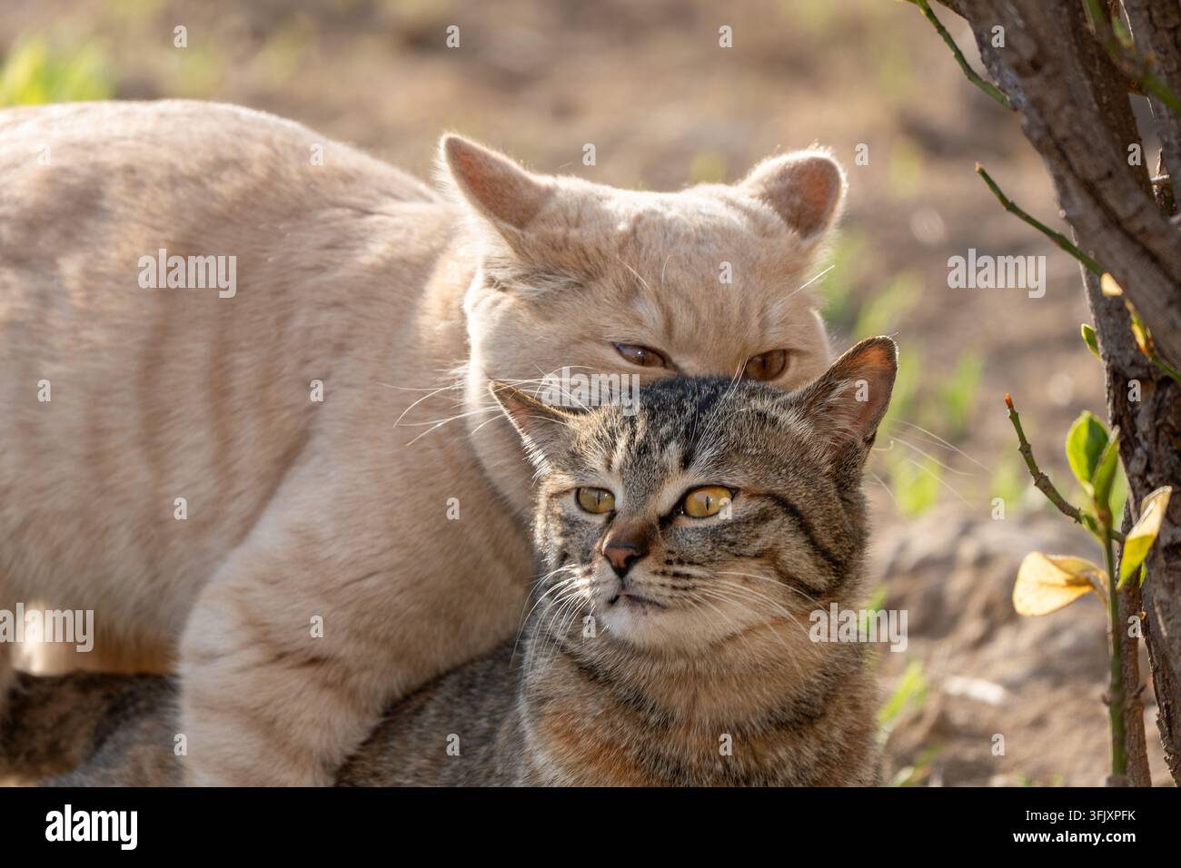 Due gatti affettuosi che interagiscono da vicino, un tabby arancione e un tabby maculato in un momento caldo e accogliente Foto Stock