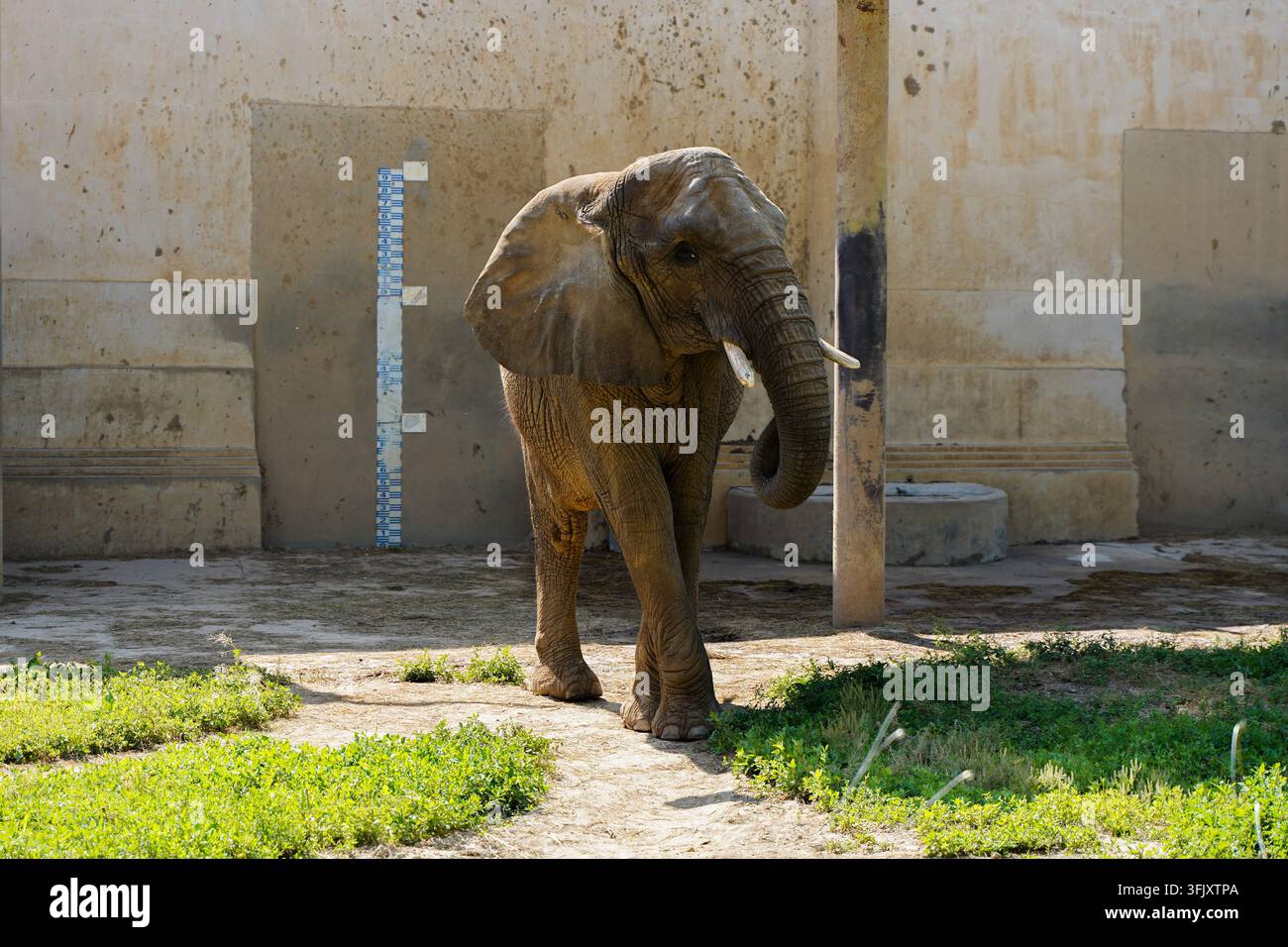 Elefante africano in piedi faccia a faccia su terreno sabbioso nella casa degli elefanti dello zoo di Pechino Foto Stock